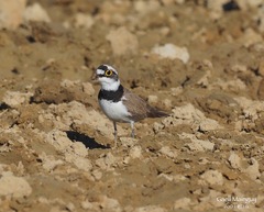 Charadrius dubius