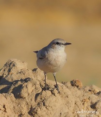 Oenanthe chrysopygia