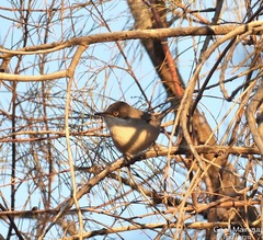 Curruca crassirostris