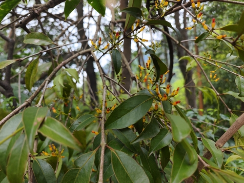 Macrosolen cochinchinensis observed 2026-03-24