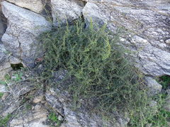 Metastelma arizonicum