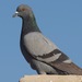 Hume's Rock Pigeon - Photo (c) Gaell Mainguy, some rights reserved (CC BY-NC-ND), uploaded by Gaell Mainguy