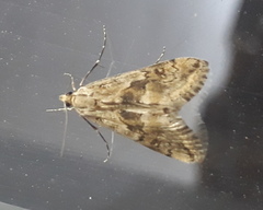 Cornifrons ulceratalis