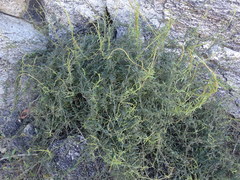 Metastelma arizonicum