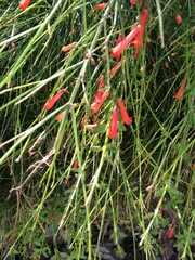 Russelia equisetiformis