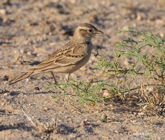 Calandrella brachydactyla