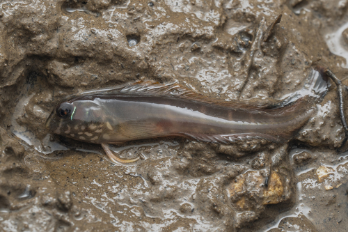 Gossamer blenny (Omobranchus ferox) — Blenniidae — 2