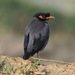 Bank Myna - Photo (c) Gaell Mainguy, some rights reserved (CC BY-NC-ND), uploaded by Gaell Mainguy