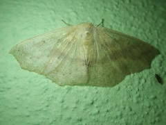 Sabulodes