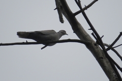 Streptopelia decaocto