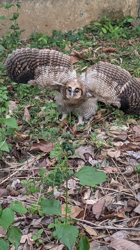 Fraser’s Eagle Owl
