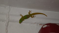 Phelsuma laticauda