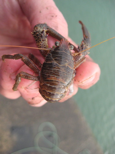 Photo of Black squat lobster (Galathea squamifera)