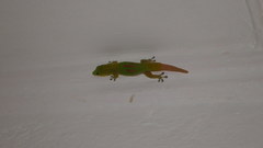 Phelsuma laticauda