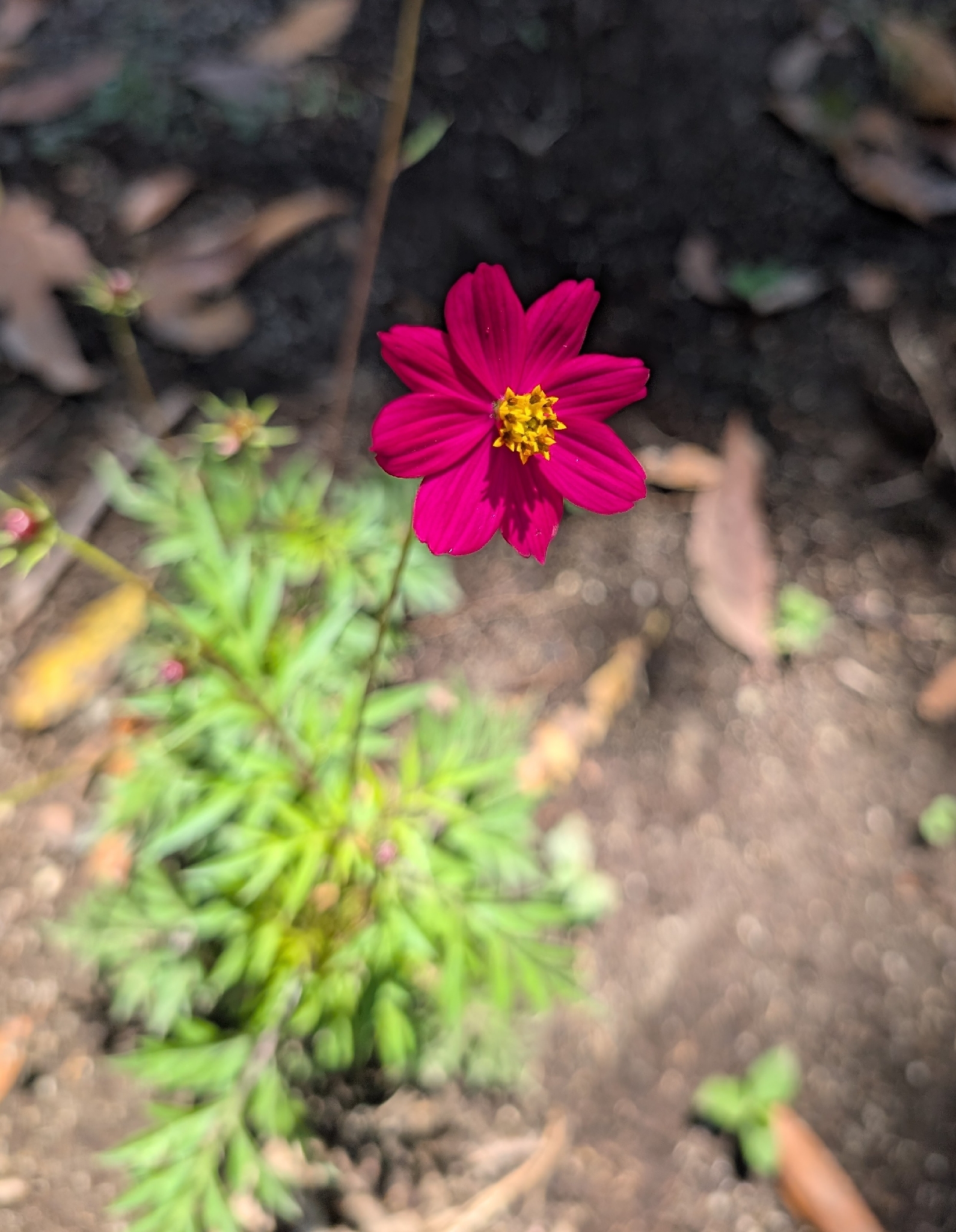 King's Salad (Cosmos caudatus)