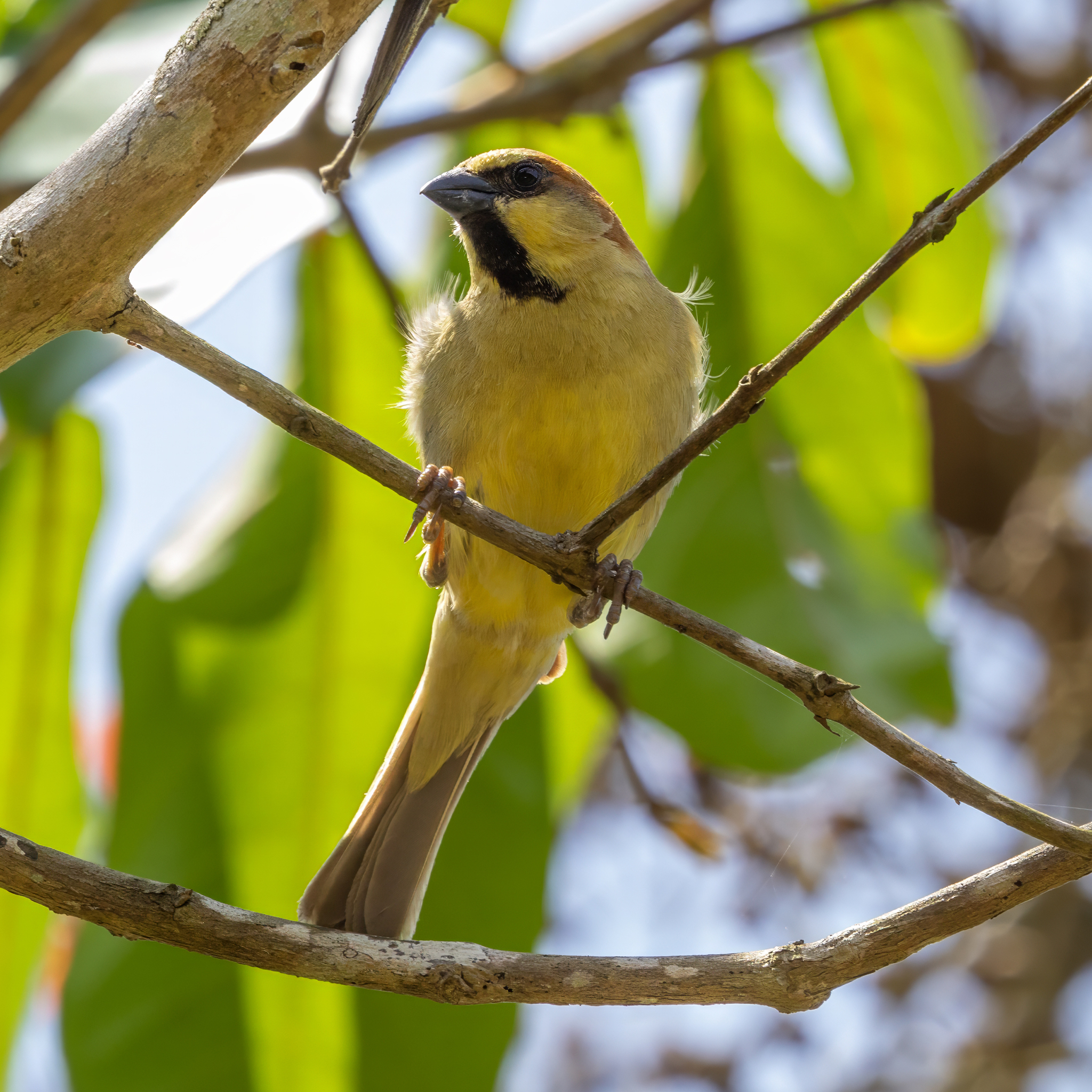 Plain-backed Sparrow (Passer flaveolus), photo 7