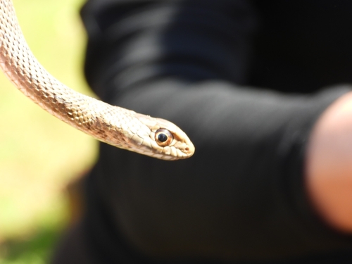 Malpolon monspessulanus monspessulanus