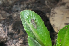Chironomus