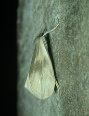 Image of Disaulota leptalina