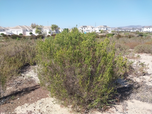 Common Gonna (Passerina corymbosa)