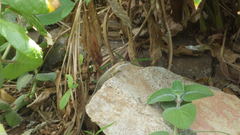 Trachylepis comorensis