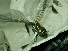 Rhionaeschna cornigera