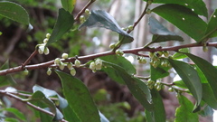Eurya japonica, photograph (c) yajapin, some rights reserved (CC BY)