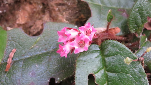 iwanashi (Epigaea asiatica)