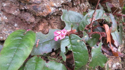 Epigaea asiatica, photograph 2