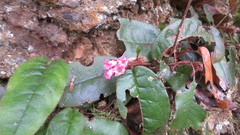 Epigaea asiatica, photograph yajapin, CC BY, iNaturalist via GBIF