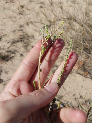 Fives Capegorse (Aspalathus quinquefolia)