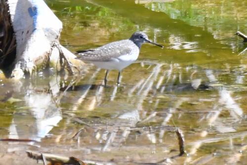 Green Sandpiper
