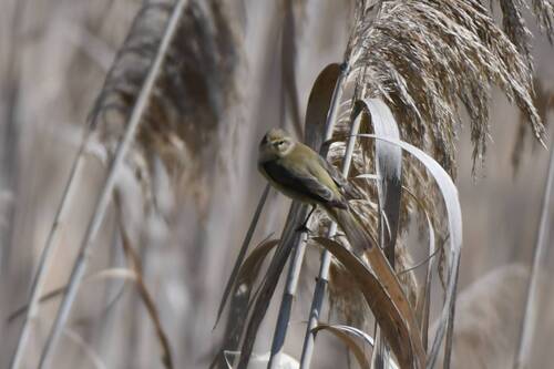 Common Chiffchaff