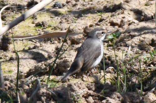 Bluethroat