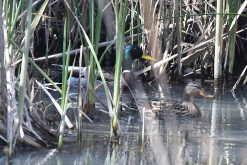 Mallard