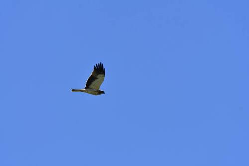 Booted Eagle