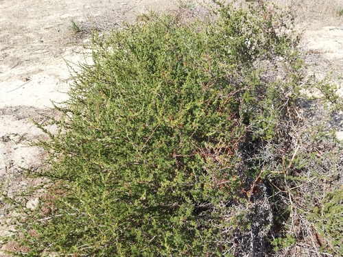 Juniper Caperose (Cliffortia juniperina)