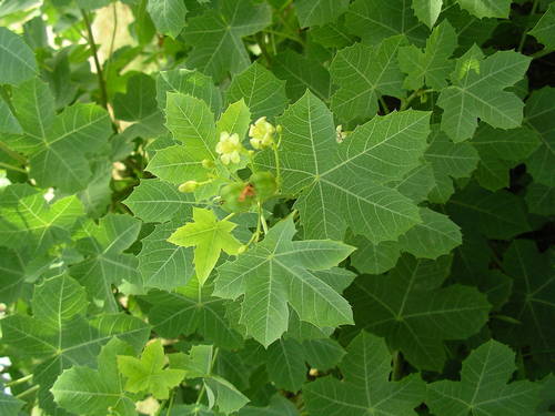 Jatropha chevalieri image