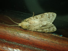 Eucereon xanthoperas