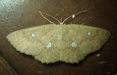 Cosymbiini
