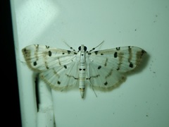 Pycnarmon