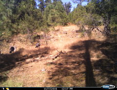 Meleagris gallopavo mexicana