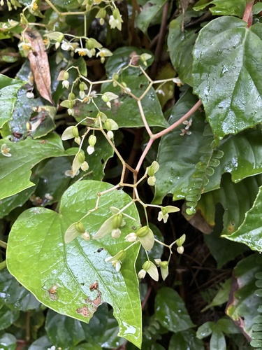 climbing sorrel (Begonia glabra)