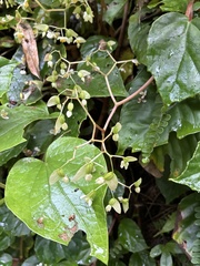 Begonia glabra, photograph (c) er-birds, some rights reserved (CC BY)