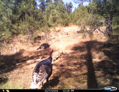 Meleagris gallopavo mexicana