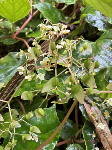 Begonia glabra, photograph 2