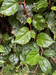 Begonia glabra, photograph (c) er-birds, some rights reserved (CC BY)
