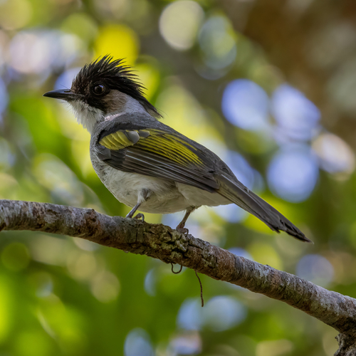 Ashy Bulbul (Hemixos flavala), photo 5