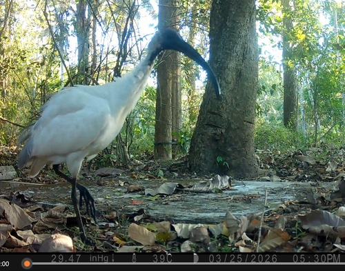 Black-headed Ibis