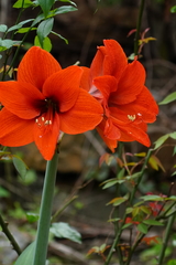 Hippeastrum striatum